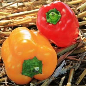 Paprika worst